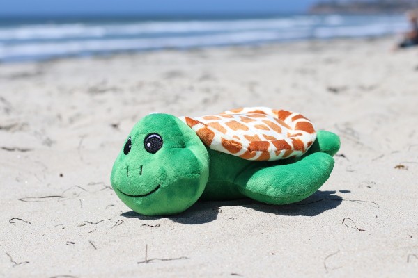 Küsten Kumpel Shelly Schildkröte